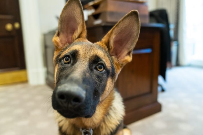 new:-secret-service-‘destroyed’-video-of-biden-dog’s-bloody-attack-on-agent
