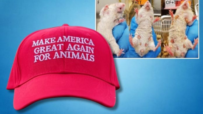 trump-continues-making-america-great-for-animals-cuts-more-nih-grants-funding-transgender-animal-tests-the-gateway-pundit-2025-03-19t182033-000z