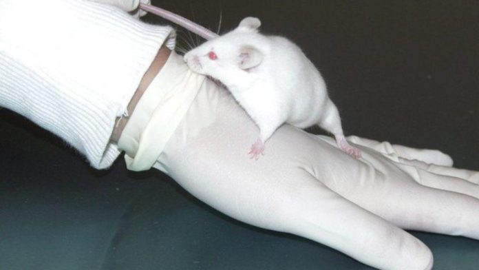 u-s-taxpayer-dollars-still-fund-controversial-animal-testing-in-australia-amid-trump-administration-cuts-the-gateway-pundit-2025-03-28t143000-000z