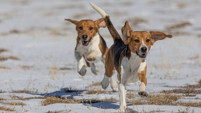 fdas-move-to-phase-out-animal-testing-hailed-as-victory-by-white-coat-waste-project-the-gateway-pundit-2025-04-12t184043-000z