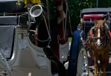 18-Year-Old Tourist Dies After Horse Carriage Flips In Central Park