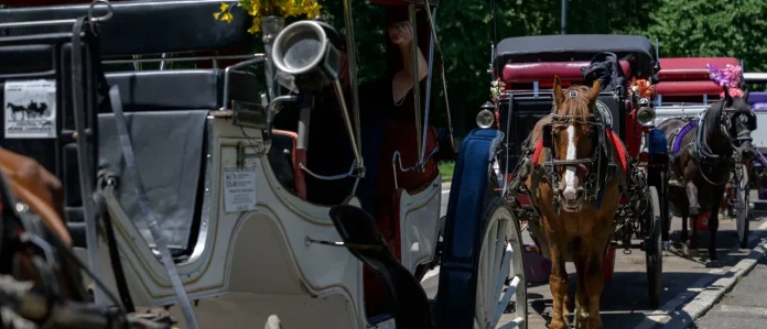 18-year-old-tourist-dies-after-horse-car