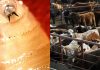 Flesh-Eating Screwworm Confirmed In Texas Calf After Border Outbreak