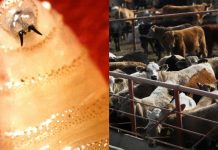 Flesh-Eating Screwworm Confirmed In Texas Calf After Mexican Outbreak