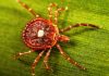 Lone Star Tick Threatens RFK Jr.’s Red Meat Revival — 500,000 Americans Now Allergic