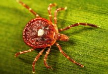 Lone Star Tick Threatens RFK Jr.’s Red Meat Revival — 500,000 Americans Now Allergic