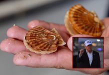 Trump Declares National Scallops Day — Reopens East Coast Waters to Fishermen