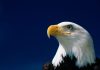 Biden Green Energy Lost Eagles and Whales — Activists Said Nothing