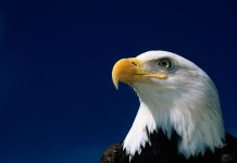 Biden Green Energy Lost Eagles and Whales — Activists Said Nothing