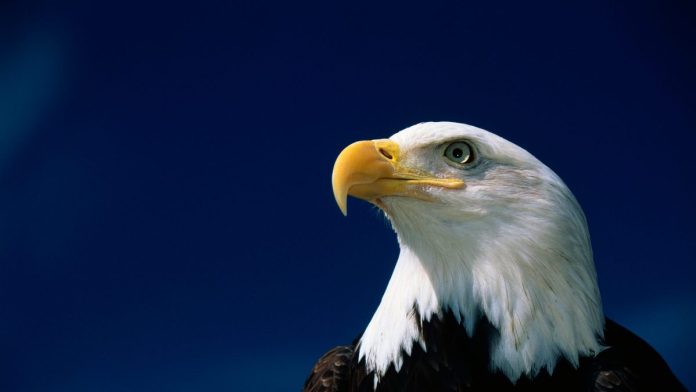 biden-green-energy-lost-eagles-and-whale