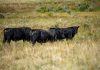 Trump’s Beef Import Plan Risks Long-Term Cattle Shortage, Rural Lawmakers Warn