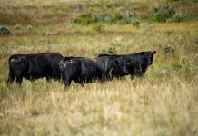 Trump’s Beef Import Plan Risks Long-Term Cattle Shortage, Rural Lawmakers Warn