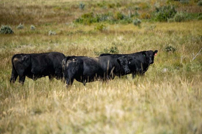 trump-s-beef-import-plan-risks-long-term