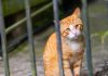 WATCH: Florida Mail Carrier Trapped 100 Pets on Route, Hoarded Them in ‘Animal Jail’