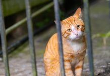 WATCH: Florida Mail Carrier Trapped 100 Pets on Route, Hoarded Them in ‘Animal Jail’