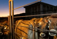 Trump Beef Plan Expands Argentina Imports — Ranchers Warn of Revenue Hit