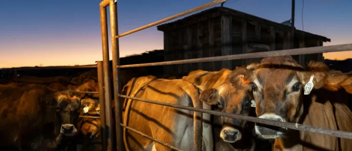 trump-beef-plan-expands-argentina-import